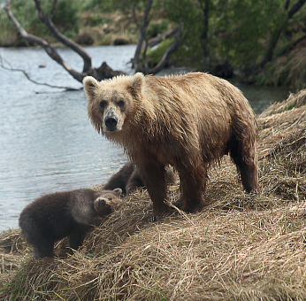 Медведь (Ursos arctos)