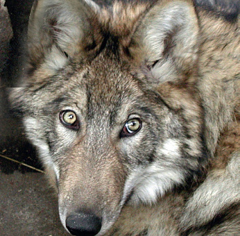 Полярный волк (Canis lupus)
