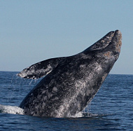 Серый кит (Eschrichtius robustu)